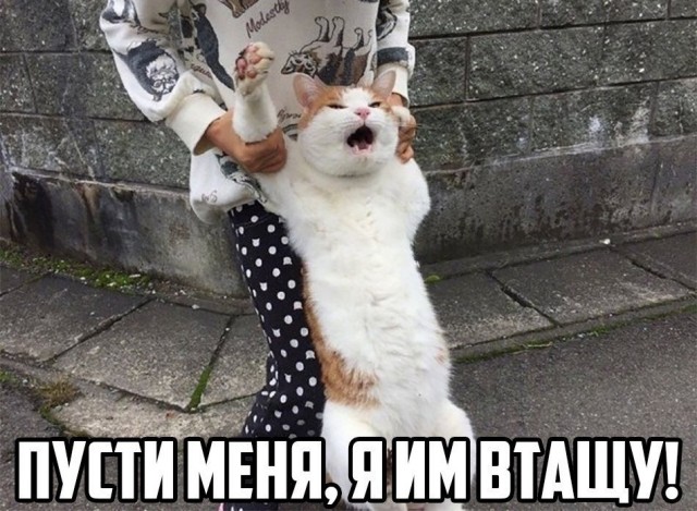 Российским кошкам запретили участвовать в международных соревнованиях