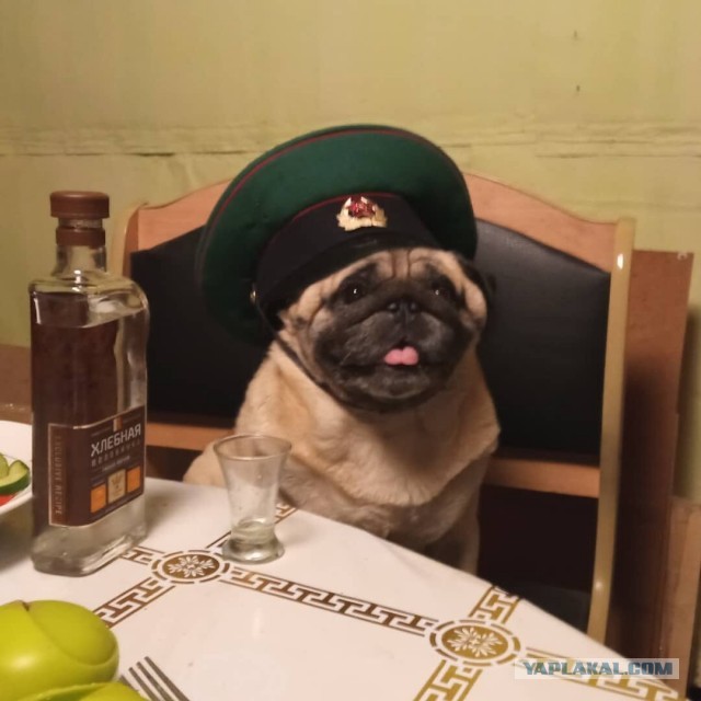 Мой любимый пёс