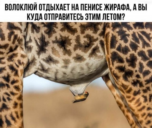 Баянисто-небаянистый юмор 12.04.22