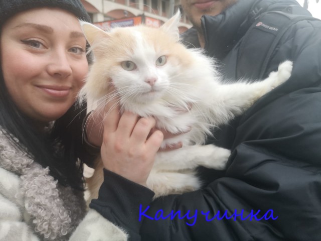 Жизнь домашнего приюта "Котоленд" 331