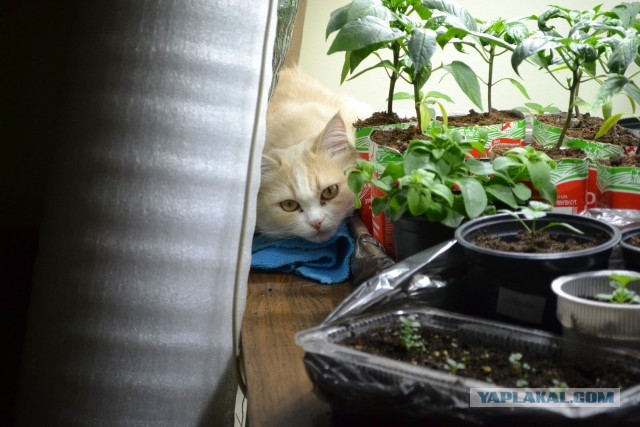 А это мой котан к котовторнику