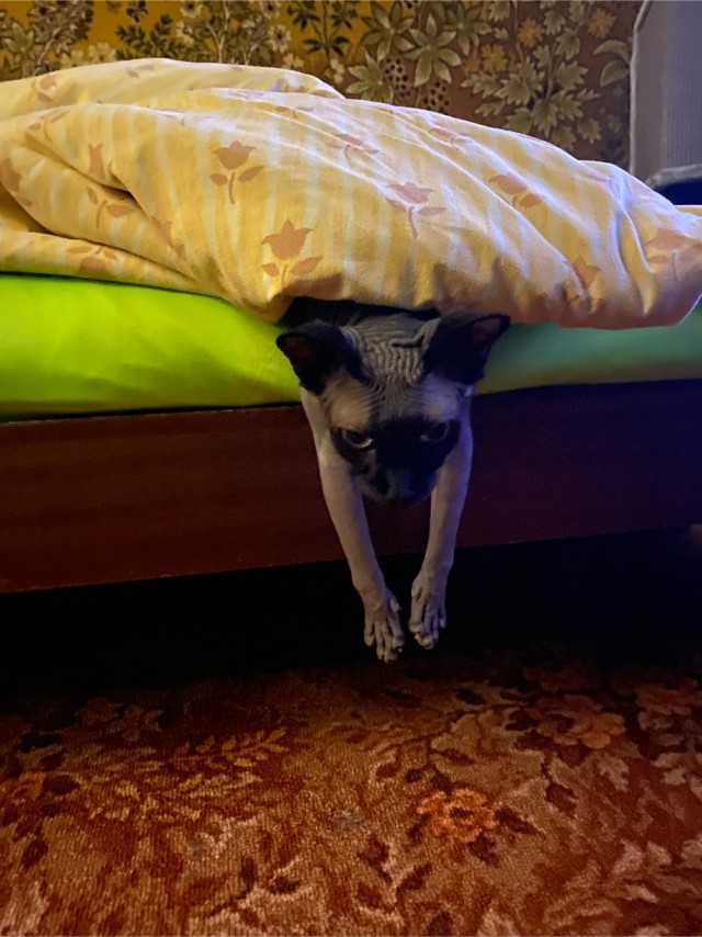 А вот и котовторник 24.05.2022