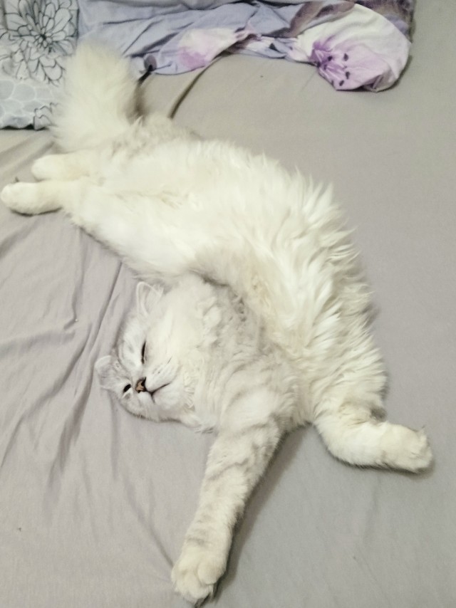Кот-компаньон