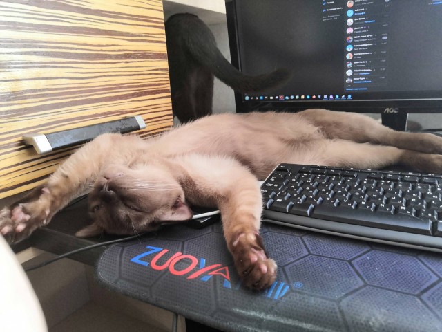 КотоФторник 23.08.22