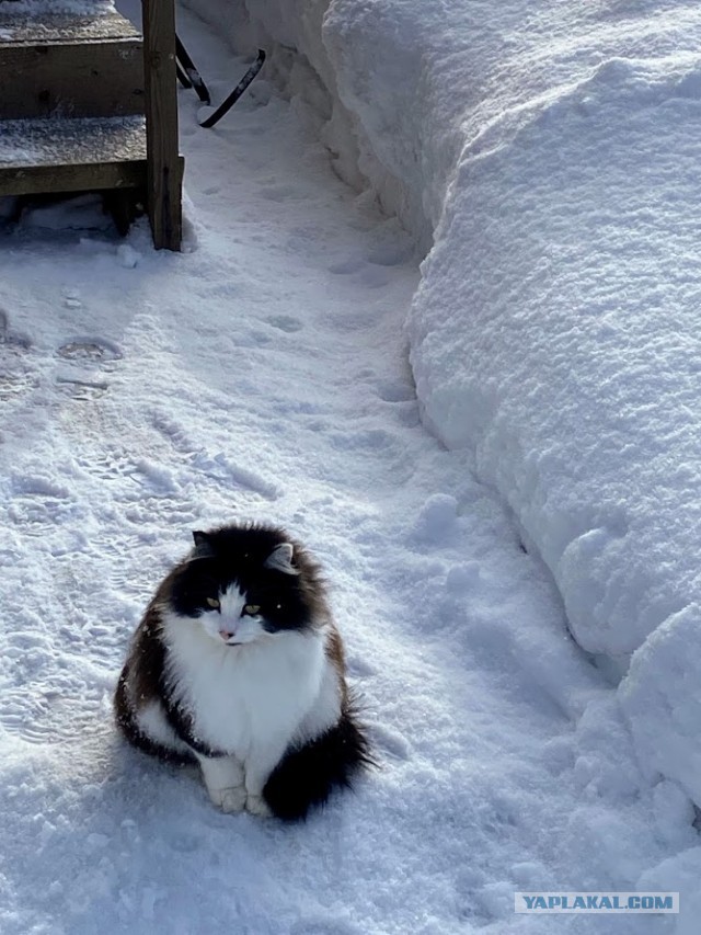Прогнать кота невозможно