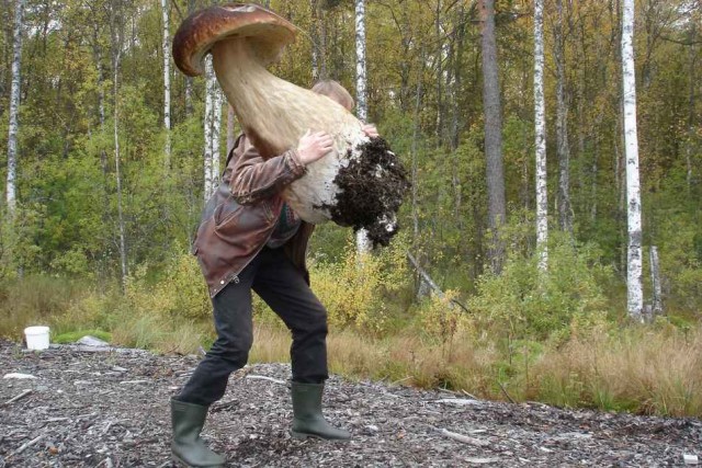 Грибов нет