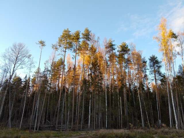 Поделимся красивыми фото с телефона?