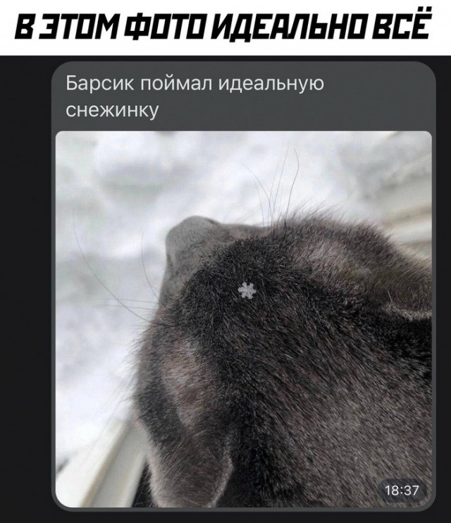 Скриншоты и комментарии из социальных сетей 28.12.22