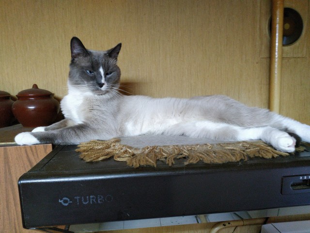 Его зовут Кот