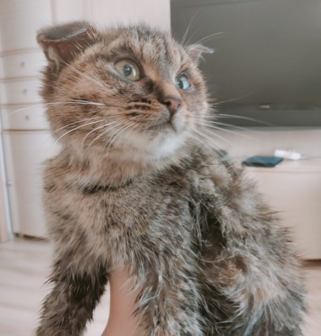 К котовторнику