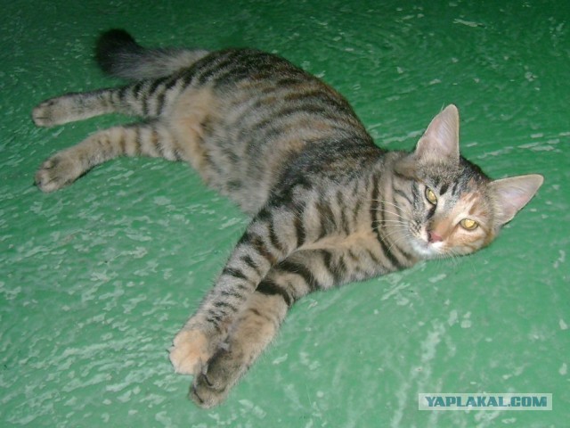 Котовторник 26.03.2013
