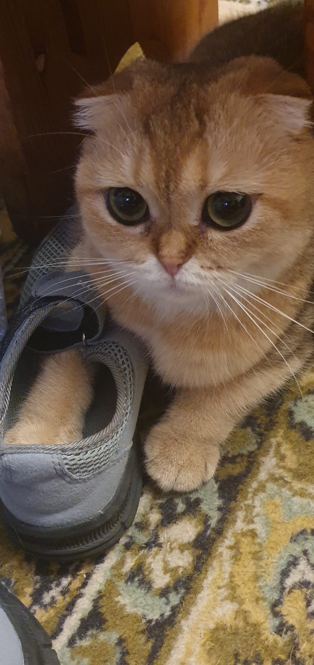 Сегодня всемирный день кошек!