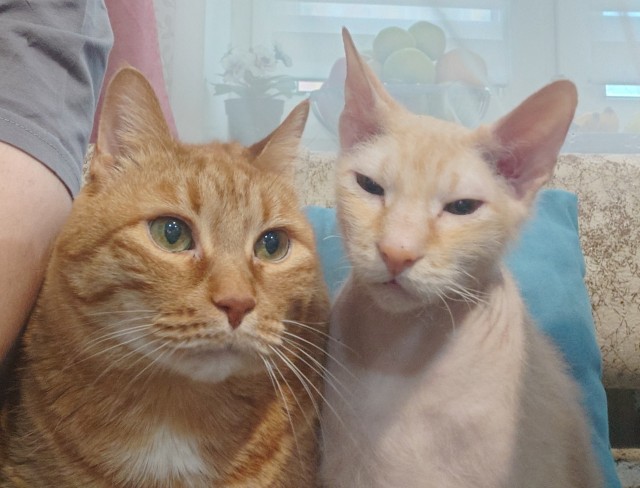 Вот и мы теперь кошкорабы