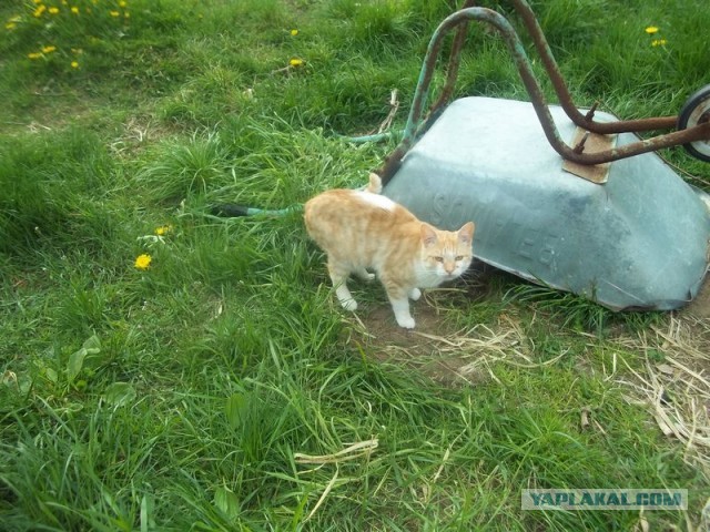Жизнь домашнего приюта для котеек 445