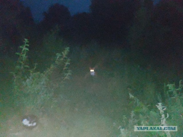 Жизнь домашнего приюта для котеек 460