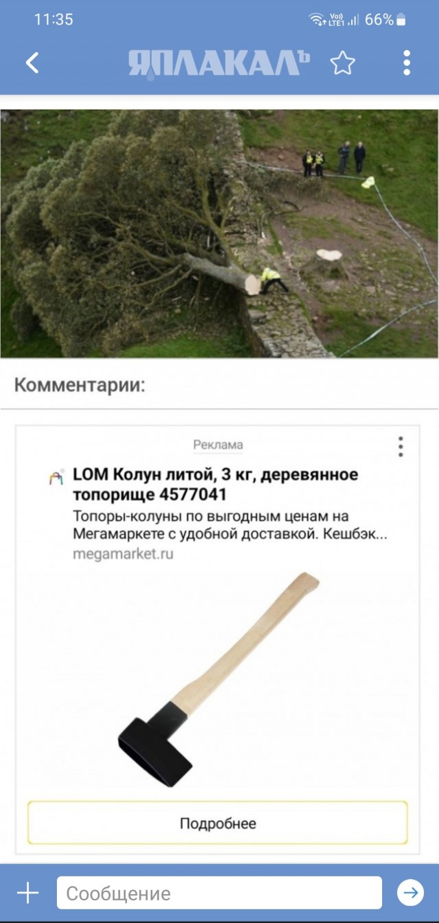 Вандалы в Великобритании срубили легендарное дерево Робин Гуда