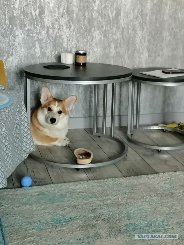 Четверг, собака