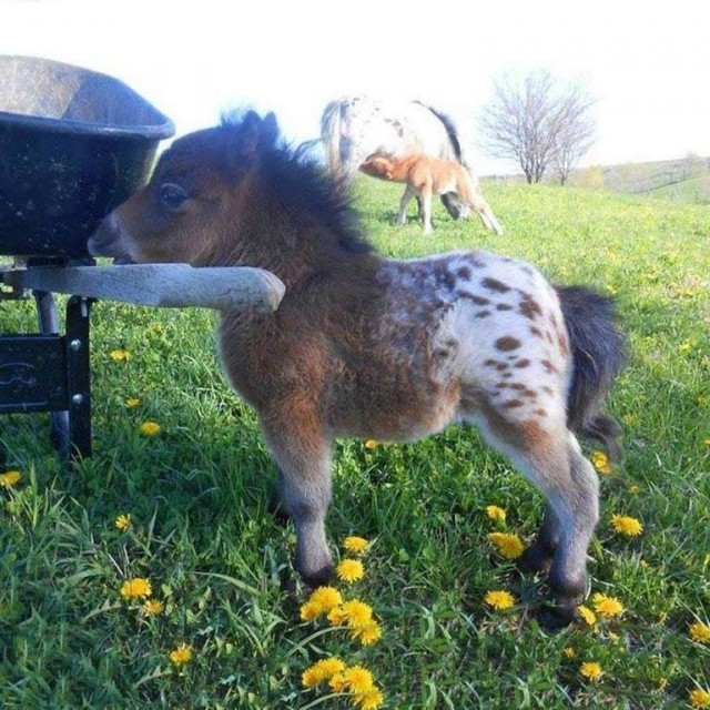 Онжеребёнок