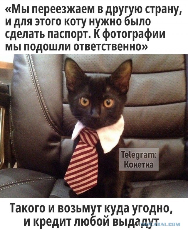 Милота дня: бабушка показала своего кота, на просьбу показать код в ПВЗ