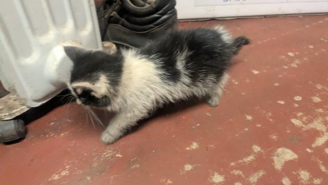 Гость из Петербурга