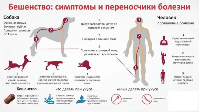 Россиянка стала бояться воды, а при попытке попить у неё начинались судороги — спустя несколько дней она умерла.