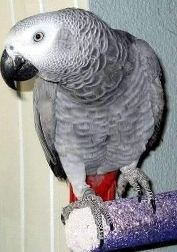 Всем приятного чтения (не моё).