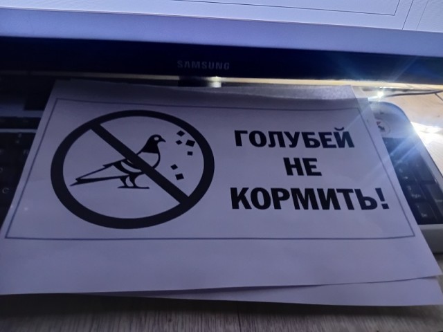 Тупой курыц