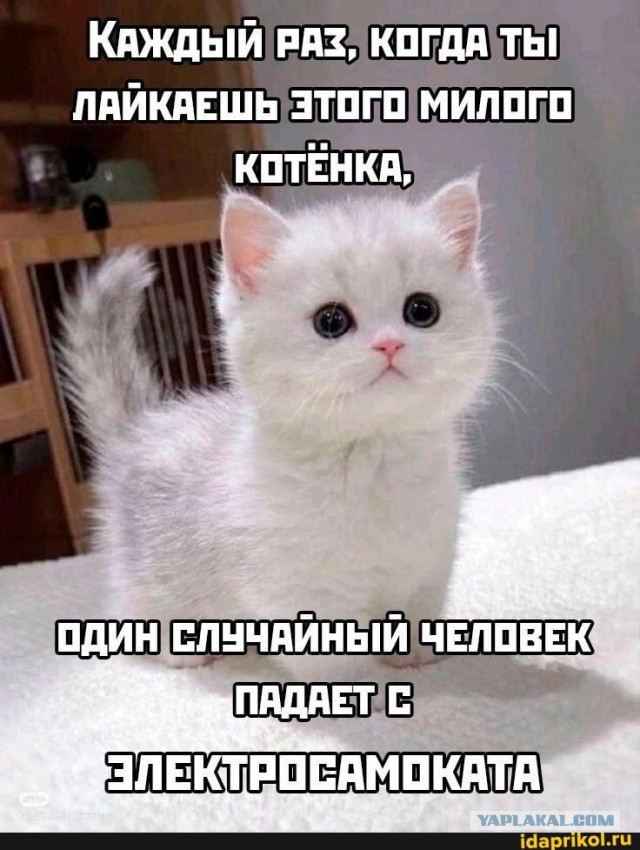 Люди и самокаты