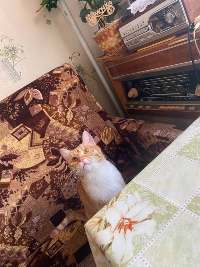 Отдам в добрые руки