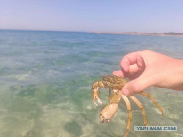 Зря смеялись над кабачками