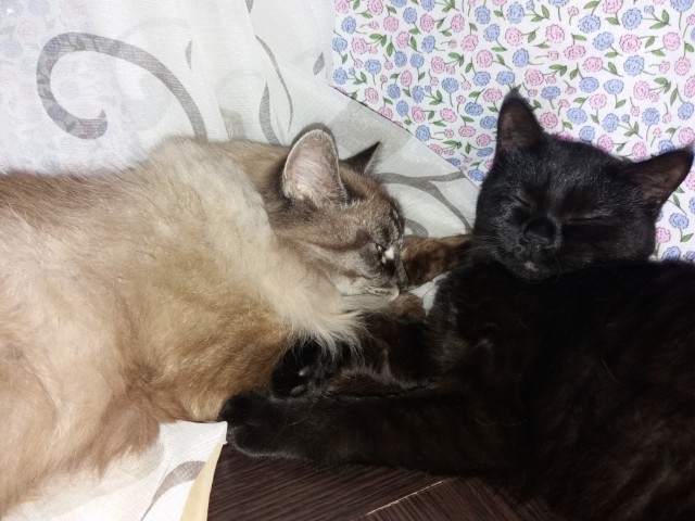 Котовторник