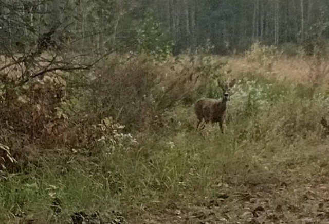 Сходила за ягодами. два фото