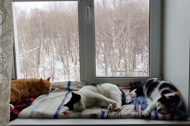 Котовторник