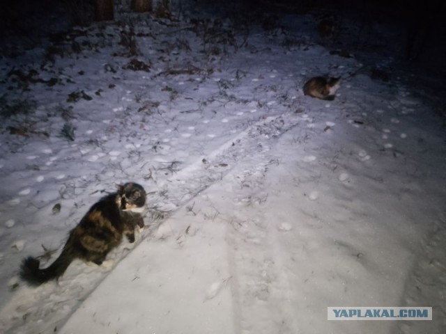 Жизнь домашнего приюта для котеек 568