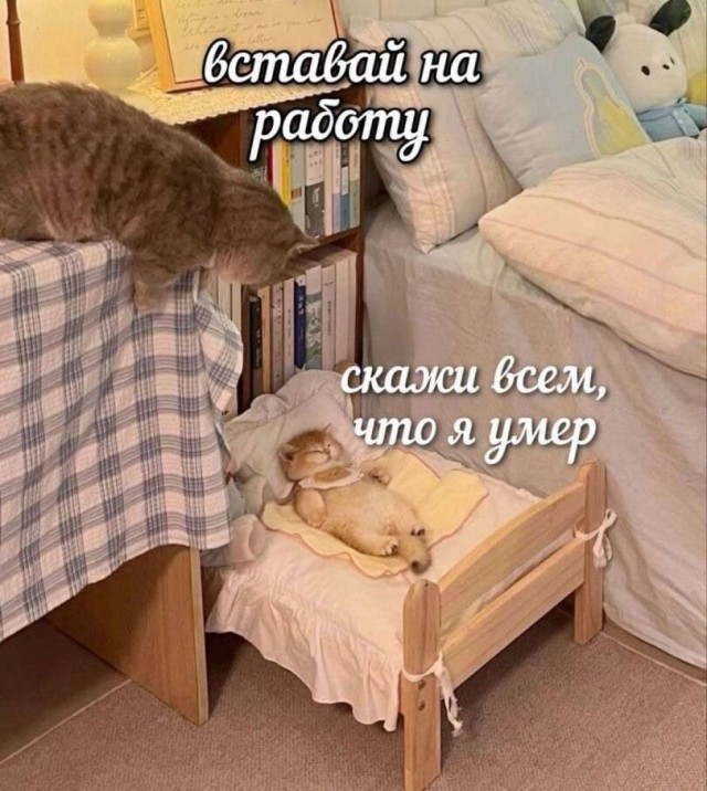 Котямбосы