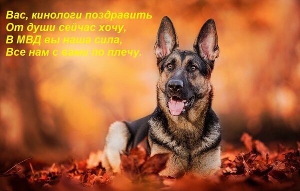 С днём кинолога!