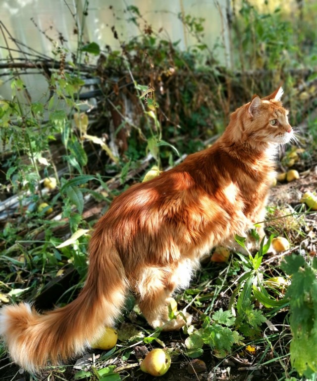 Котовторник