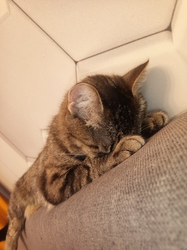Котовторник же