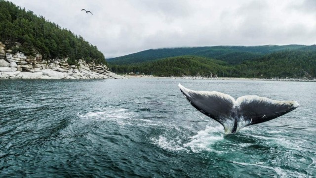 Пережившие китобоев: как в России спасают гренландских китов Охотского моря и не только