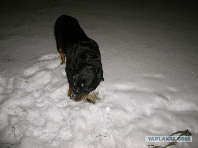 Собакочетверг на 02.01.2014