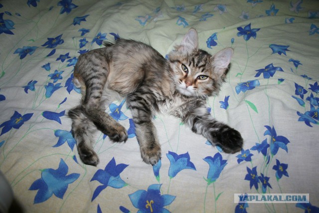Про спасенных котеек