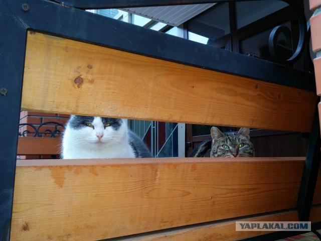 Котовторник 04.03.2014