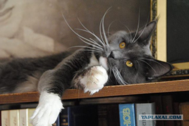 С Котовторником!