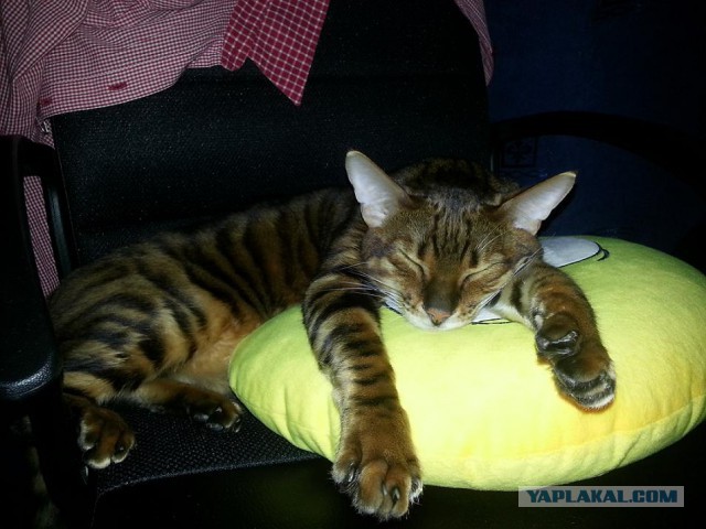 Котовторник 17.06.2014