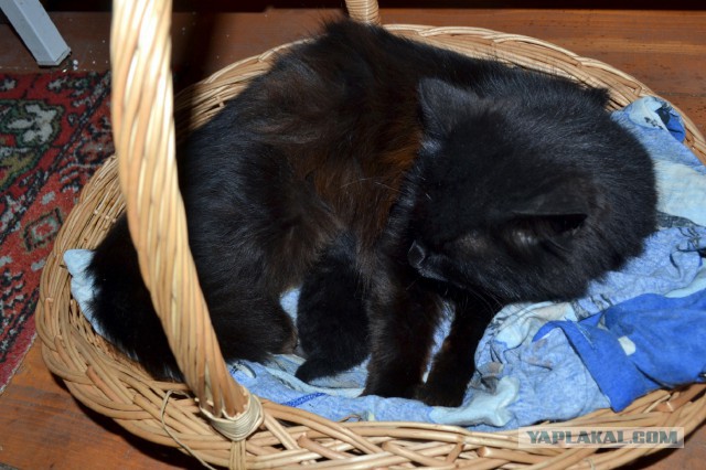 Котовторник 12.08.2014