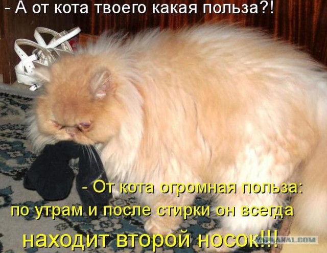 Кошечка