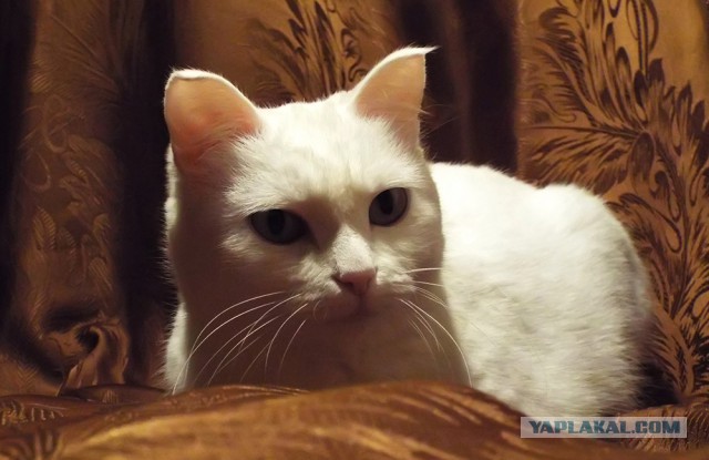 Котовторник 7.10.2014