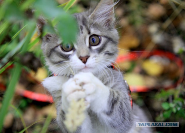 Котовторник 11.11.2014
