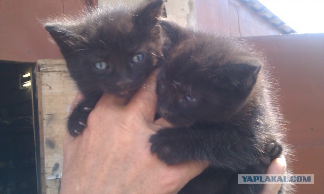 Котовторник 9.12.2014