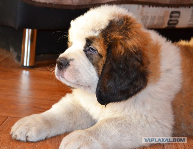 Щенята-медвежата